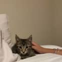 Photo of Sherlock 3 Month Old Domestic