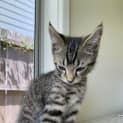 Photo of Sherlock 3 Month Old Domestic