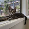 Photo of Sherlock 3 Month Old Domestic