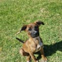 Photo of Indi