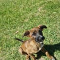 Photo of Indi