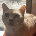 Photo of Simba
