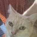 Photo of Simba