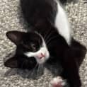 Photo of Beast Boy ** 2nd Chance Cat Rescue**