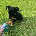 Photo of Theo   8 Week Old Kelpie (Trial)