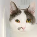 Photo of Oboe