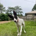 Photo of Destiny *$350 Adoption Fee*