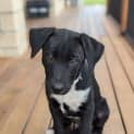 Photo of Peanut
