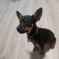 Photo of Trifle