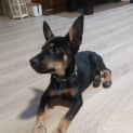 Photo of Trifle