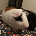 Photo of Tony & Frankie 