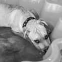 Photo of Magnolia