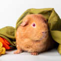 Photo of Parker