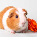 Photo of Frank