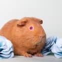 Photo of Murphy
