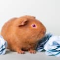 Photo of Murphy