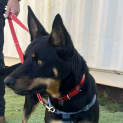 Photo of Sadie