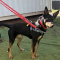 Photo of Sadie