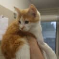 Photo of Aramis