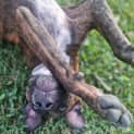Photo of Brandy