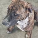 Photo of Brandy