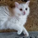 Photo of Duchess