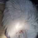 Photo of Duchess