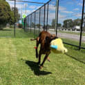 Photo of Goldie
