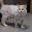 Photo of Cupcake