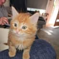 Photo of Seebeck *2nd Chance Cat Rescue**