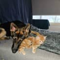 Photo of Seebeck *2nd Chance Cat Rescue**