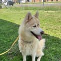 Photo of Loki