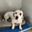 Photo of Shelby