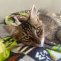 Photo of Lady Sif **2nd Chance Cat Rescue**