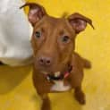 Photo of Roo