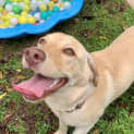 Photo of Pancake