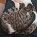 Photo of Torbert