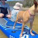Photo of Ginger