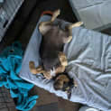 Photo of Liss