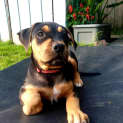 Photo of Liss