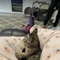 Photo of Minx