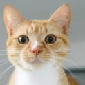 Photo of Sugar