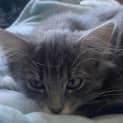Photo of Sylvie **2nd Chance Cat Rescue**