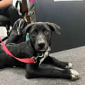 Photo of Angus