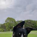 Photo of Benji
