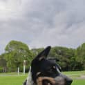 Photo of Benji