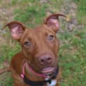 Photo of Roo