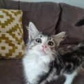 Photo of Blueberry