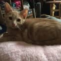 Photo of Maple