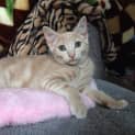 Photo of Maple